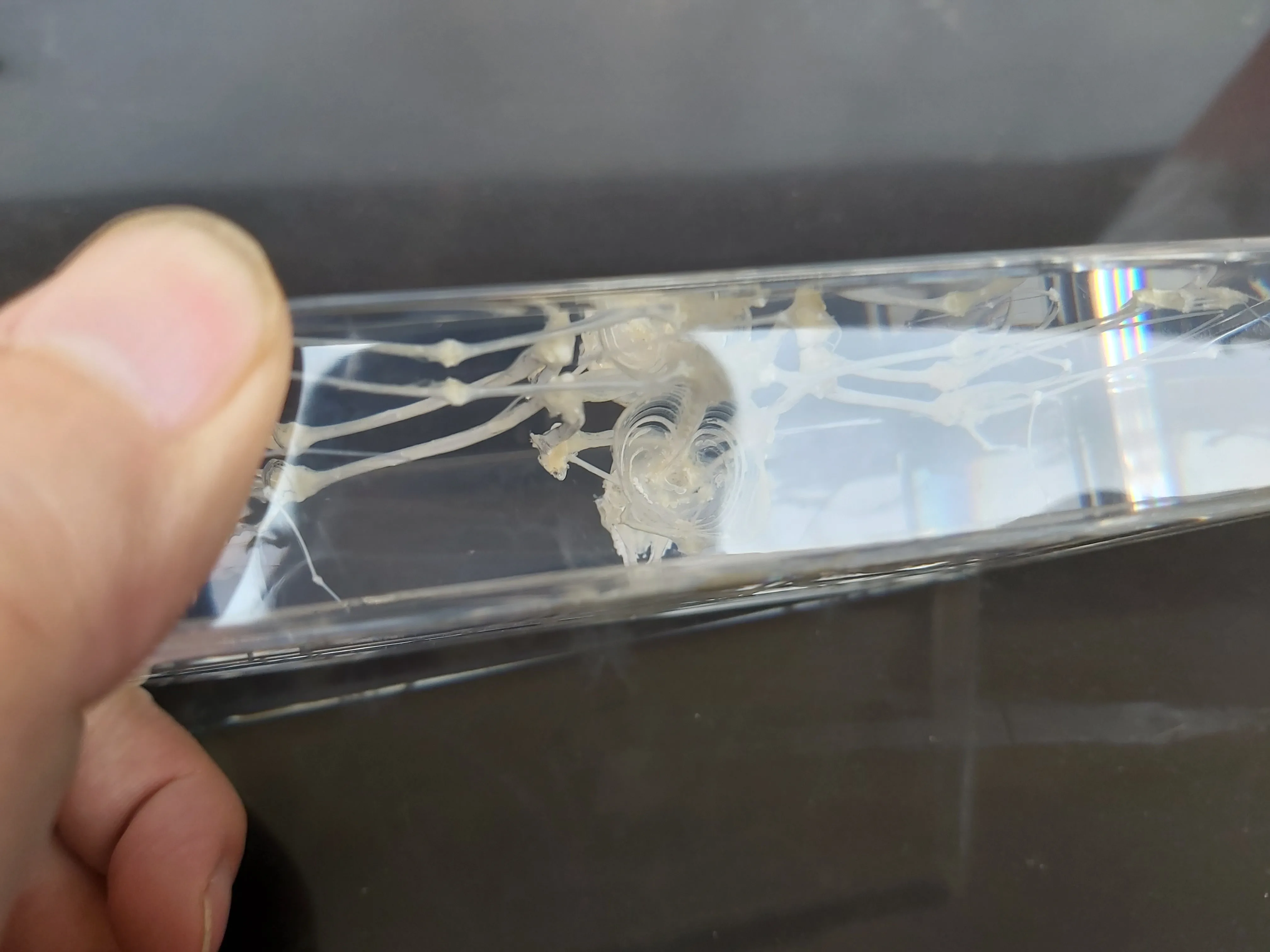 

strange thing wired Large Bat Skeleton Intermediate Horseshoe Bat Clear Education Animal Specimen
