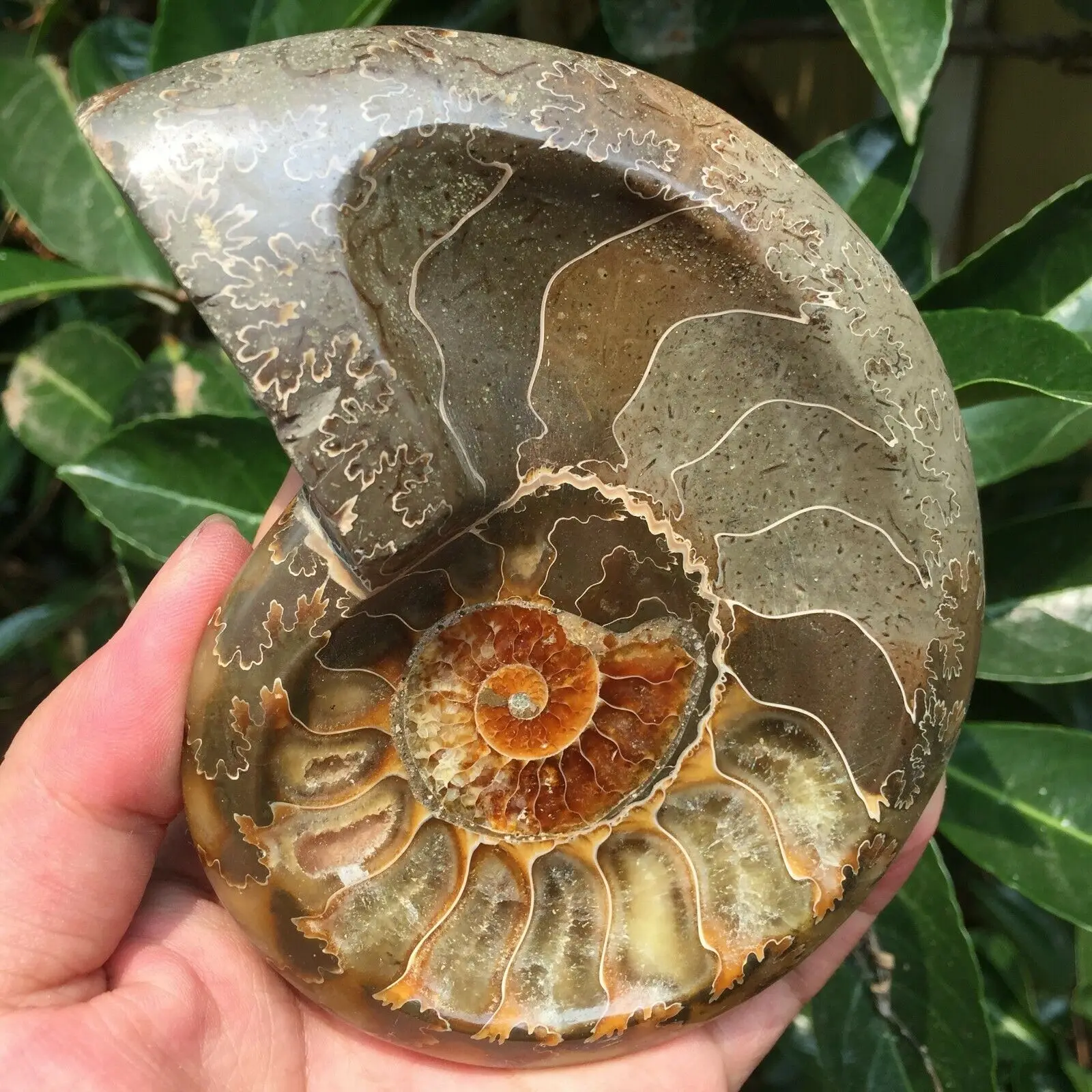 Настоящий аммонит Fossil Conch пепельница кристалл с лечебным действием, образцы