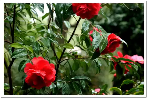 high quality 250g camellia bee pollen protect the heart lower