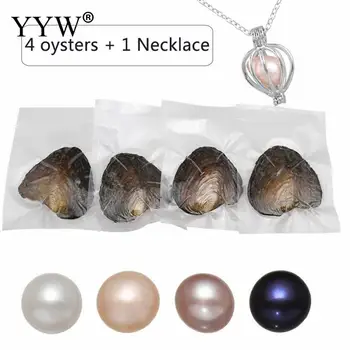 

Good Quality Oyster Pearl Freshwater Pearl Potato Shape Mixed Colors With One Necklace 7-8mm Vacuum-Packed Mussel 4PCs/Bag