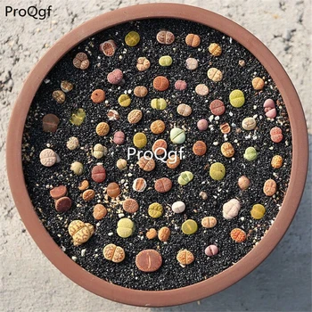 

Ngryise 50Pcs A Set random stone flower lithop