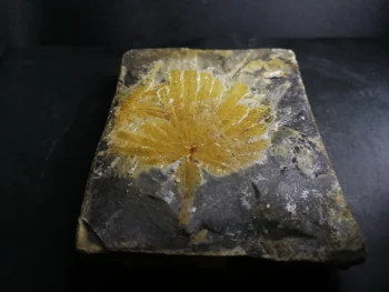 

406.4gFossil specimens of naturally formed leaves