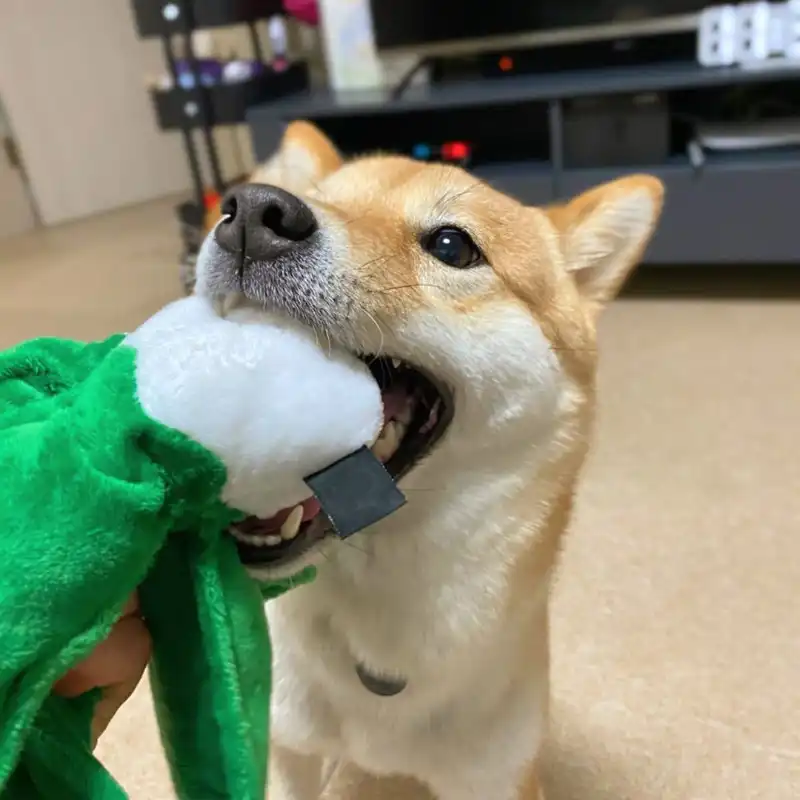 面白い韓国ホット販売ぬいぐるみ犬のおもちゃきしむキャベツトウモロコシ栗子犬咀嚼のおもちゃインタラクティブ猫のおもちゃペットの犬の訓練小型犬 犬のおもちゃ Aliexpress