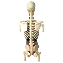 PRE-SALE 4D мастер развивающие сборные игрушки человека 1: 6 Беременность орган, Анатомия для медицинской учебной модели