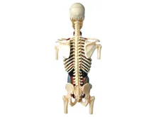 PRE-SALE 4D MAÎTRE Éducatifs Jouets Assemblés Humain 1: 6 Grossesse Organe Anatomie Modèle D'enseignement Médical(China)