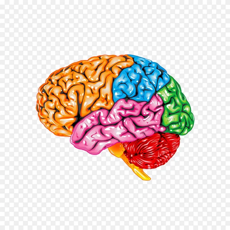 脑顶叶 额叶 颞叶 脑png图片素材免费下载 图片编号 Png素材网