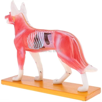 

Dog Acupuncture Anatomical Model with 72 Acupuncture Points traumatic pistol medical skeleton trauma anatomy male instruments