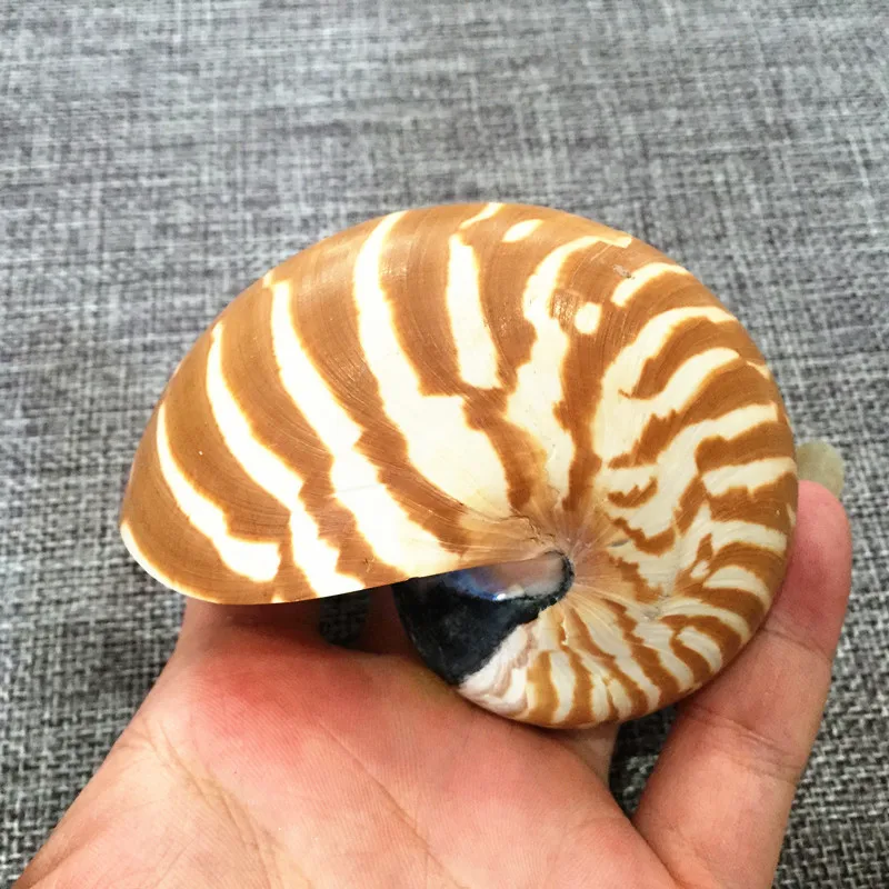 7_9cm