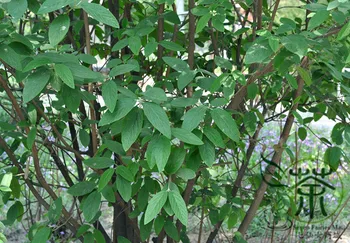 

Viburnum Rhytidophyllum Leatherleaf Viburnum Zhou Ye Jia Mi