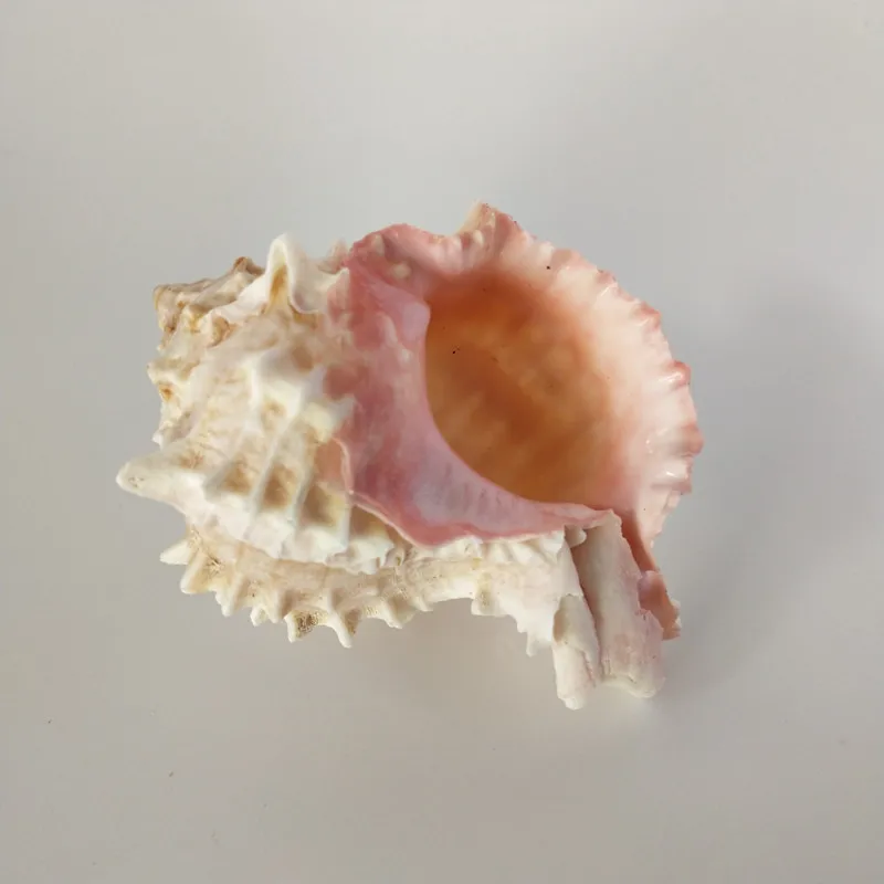 Ракушка из натуральной морской ракушки украшение в виде розового для пляжа
