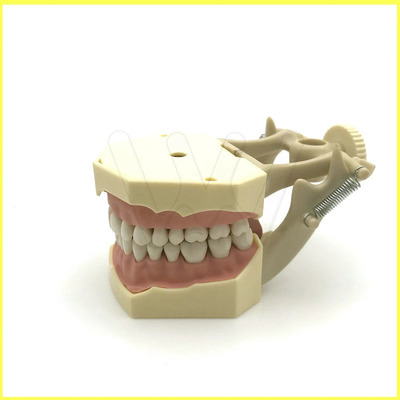 

Dental Soft Gum Teeth Model with tougneTypodont w/ 32 Removable Teeth