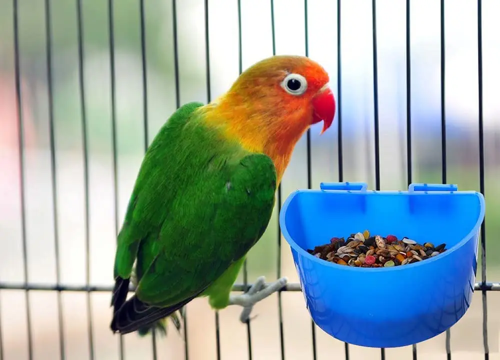 10 PCS Bird Cage Cups Hanging Water Cup Bird Treats Cups Cage for Chickens with Hooks Plastic Feeding Watering Supplies Feeder