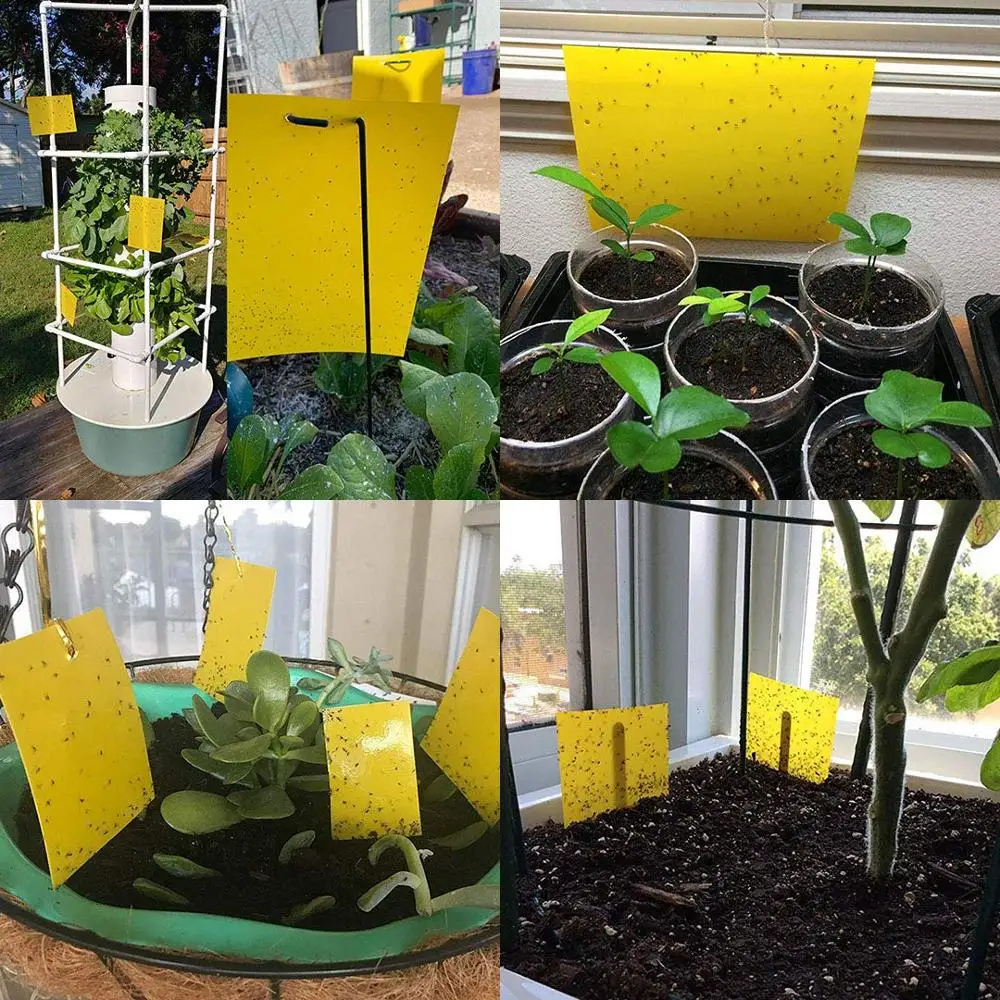 Two-sided Stickers Glue Fruit Fly Bug Killer Insects Yellow Hang Catcher Fly Trap Board Pest Control Kitchen Farm Plant Garden Two-sided Stickers Glue Fruit Fly Bug Killer Insects Yellow Hang Catcher Fly Trap Board Pest Control Kitchen Farm Plant Garden