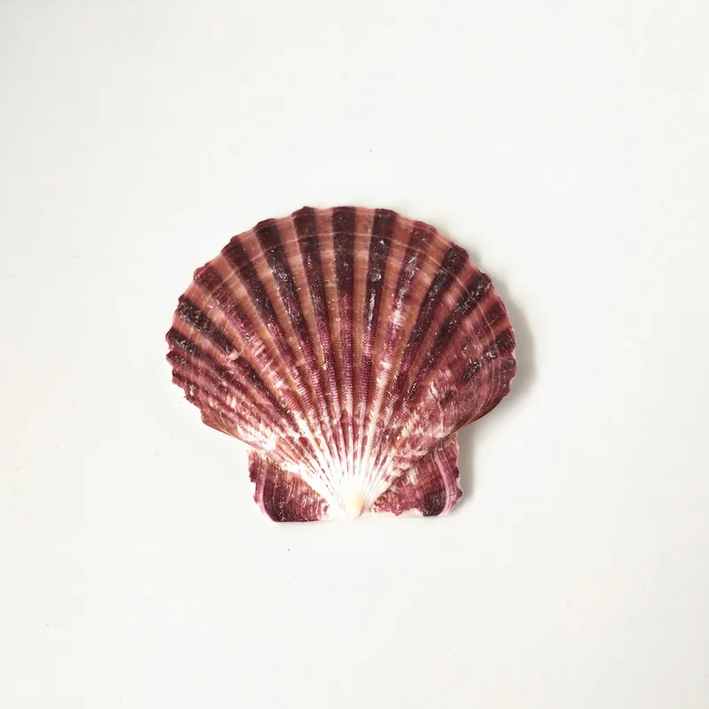 100 шт./пакет морские раковины Schelpen Coquillage Conchas Shell для украшения дома Вавилон морской домашний Морской Декор 4-7 см гребешок