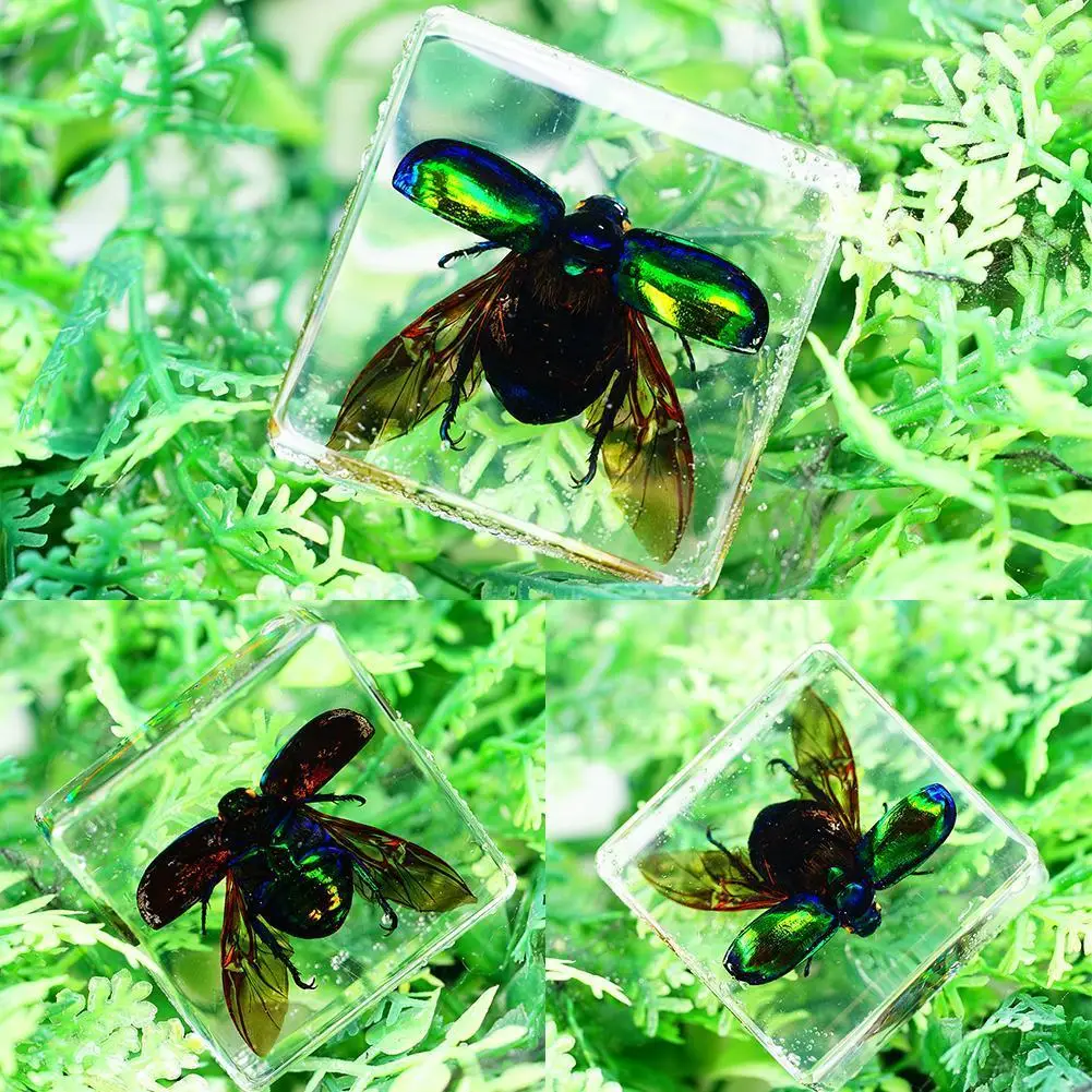 Insect Specimen Figure Model Toys Spiders Beetles Scorpio Educational For Children Resin Props Early Coo O0B4 | - Цена: 150,93 руб.