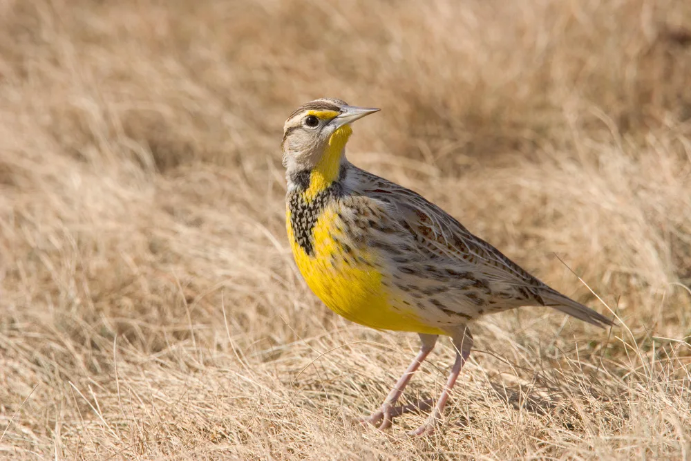 Eastern Meadowlark b13-39-228_V