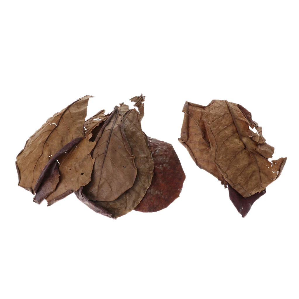 Set of 10 Fish Tank Indian Almond Leaves  For Betta Fish & Shrimps