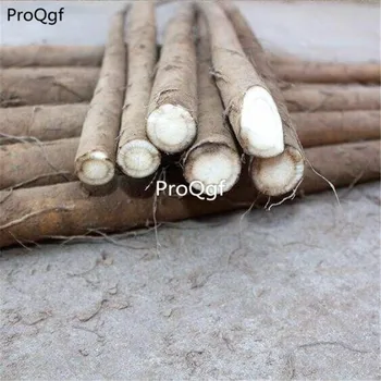 

ProQgf 5Pcs A Set Gold Burdock