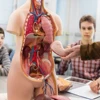Anatomical Human Torso Body Model Anatomy Internal Organ Medical Teaching Mold Parent-child Interactive Children Educational Toy 2