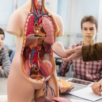Anatomical Human Torso Body Model Anatomy Internal Organ Medical Teaching Mold Parent-child Interactive Children Educational Toy 2