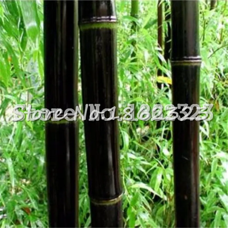 Горячая распродажа! 100 шт черный бамбук Phyllostachys Pubescens редкие, гигантские бамбуковые бонсай Bambusa Lako дерево для домашнего сада