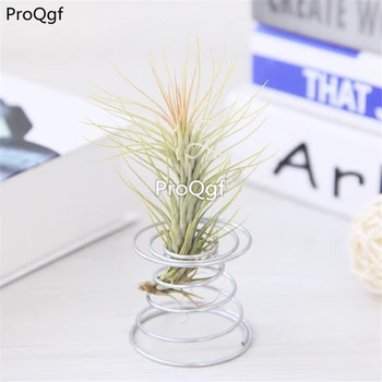 

Ngryise 1Pcs A Set Tillandsia fox tail air fern plant