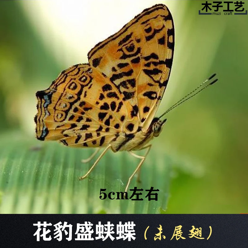 Real Butterfly Specimen Insect Specimen Teaching Specimen DIY Self-sealing Bags Optional Varieties  home accessories