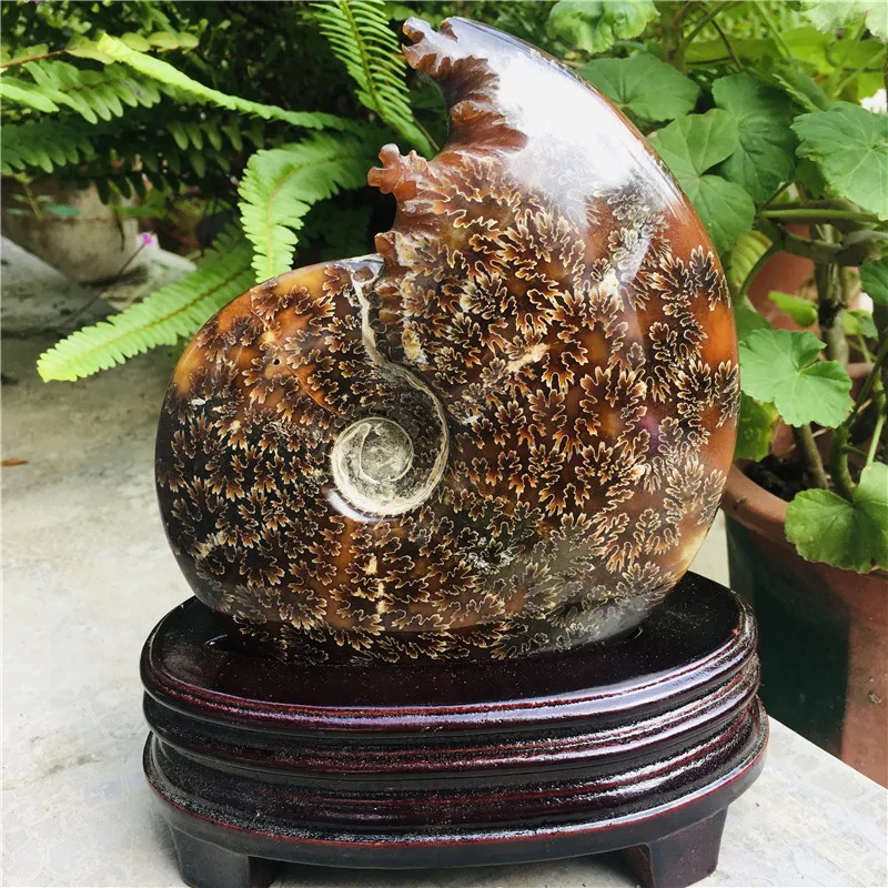 AAA + 680-900 г натуральный аммонит PRETTY NAUTILUS мадагаскарский Фотофон основа | Дом и сад