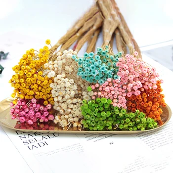 

50pcs Happy Flower Natural Dried Flowers Mini Decorative Photo Backdrop Decors