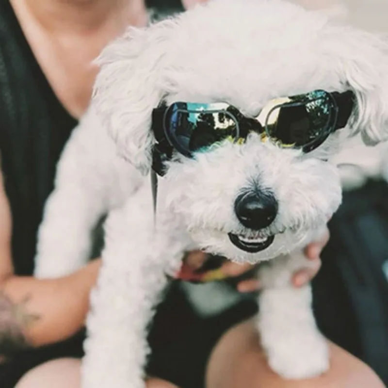 Stylish Sunglasses for Dogs