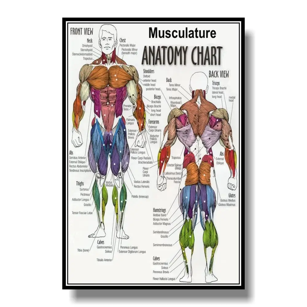 Человек тело основной передней мышцы плакат 24 x 36in украшение картина скандинавский классный Декор - Цвет: Темно-серый