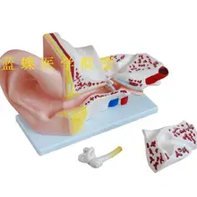 Большая анатомическая модель уха Ушная модель Китай Science Publishing& Media Ltd.(cspm) научная и обучающая игрушка для детей обучение