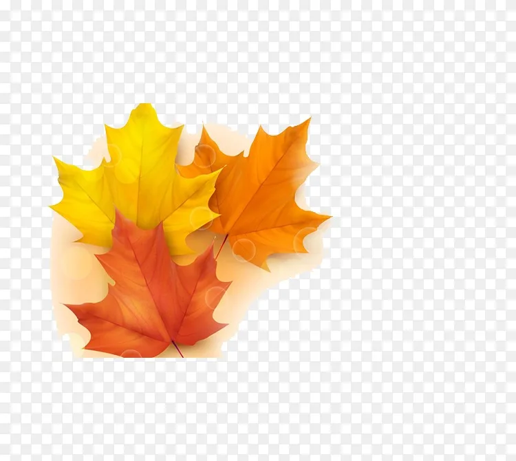 秋叶彩色插图-秋叶png图片素材下载_图片编号352206-png素材网