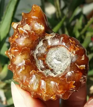 

88fa 00420 42g High Quality Rare Polished "Goat Horn" Douvilleiceras Ammonite Fossil