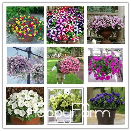 Лимонный ломтик Superbells calibachoa Petunia годовой цветок бонсай, 100 шт в упаковке, 24 цвета на выбор,# ZZSOIT