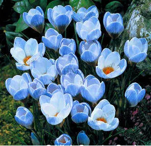 6 Самые низкие цены! 20 шт./пакет много разновидностей шафран flores ЦВЕТОК шафрана растения Шафран Крокус Плант бонсай растения для дома и ga - Цвет: 6