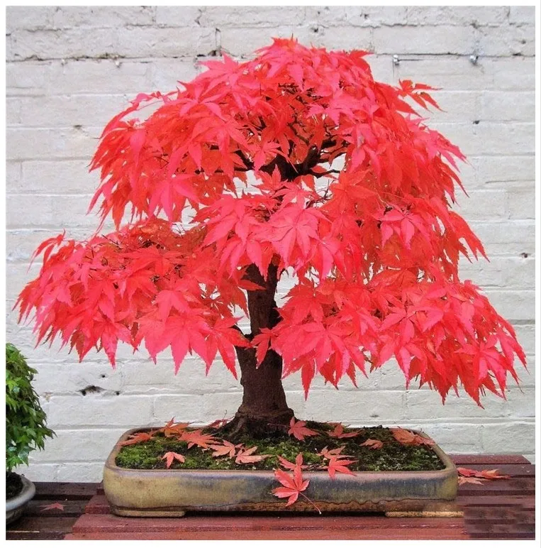 maple (9)