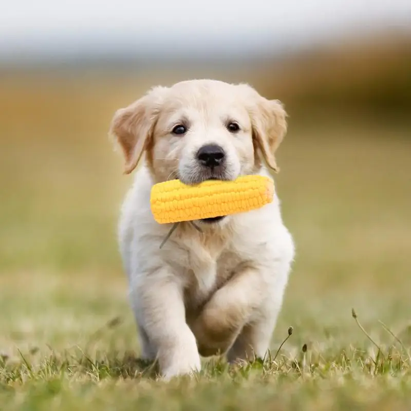 outdoor puppy toys