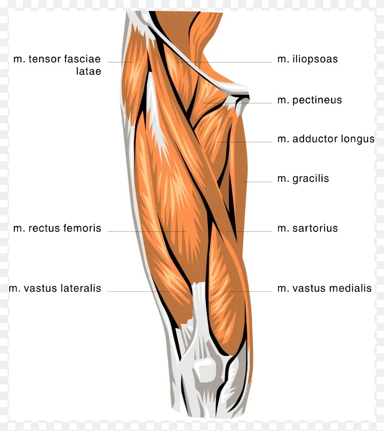 股直肌 股四头肌 股二头肌 无膝关节解剖图像png图片素材免费下载 图片编号102544 Png素材网