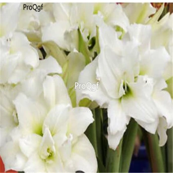 

Ngryise 20Pcs A Set Amaryllis Bulbs True Hippeastrum Bulbs