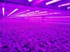 Luz LED de cultivo de espectro completo, tira de luz de cultivo USB de 0,5 m, 1m, 2m, 2835 Chip, lámpara LED Fito para plantas, invernadero de flores, hidropónico ► Foto 3/5