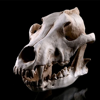 

Creative Resin Jackal Skull Replica Replica Teaching Skeleton Model Wolf Skull Decor
