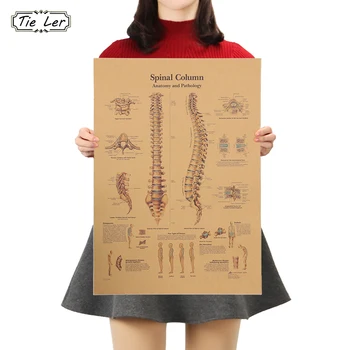 

TIE LER Retro Human Body Structure Diagram Back Spine Nerve Structure Diagram Poster Home Decor Kraft Paper Wall Sticker 42x30cm