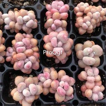

Ngryise 2pcs a set Graptopetalum amethystinum