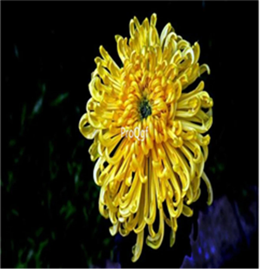 Ngryise 3000 шт Dendranthema morifolium