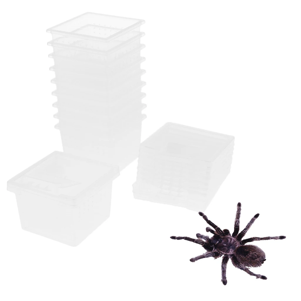 Caja de alimentación de araña para reptiles, contenedor de terrarios de plástico transparente, 10 Uds.