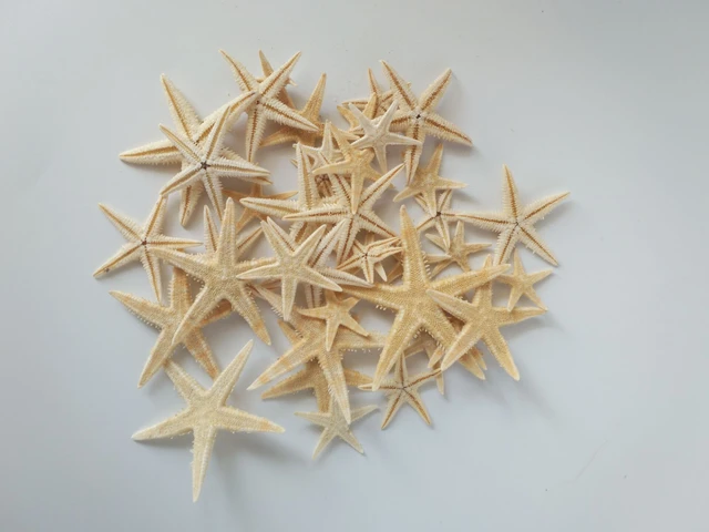 2 piezas estrellas de mar secas naturales, artesanía de playa, fiesta de  boda, decoración del hogar para decoración DIY - AliExpress