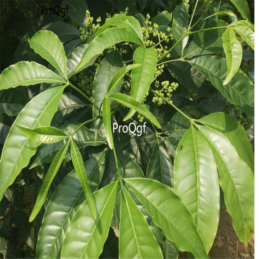 Ngryise 500 шт набор Evodia Tree Evodia danellii Tree Chou Tan