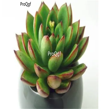 

Ngryise 8Pcs A Set echeveria King Midas