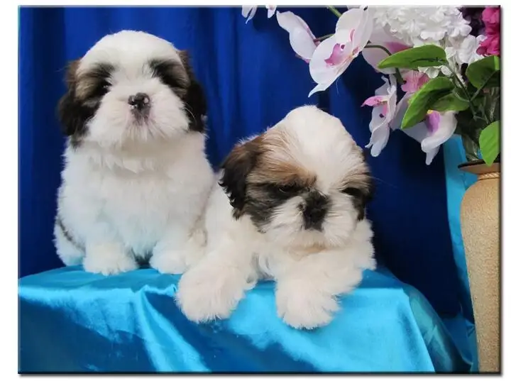 QQ截图20190730162717